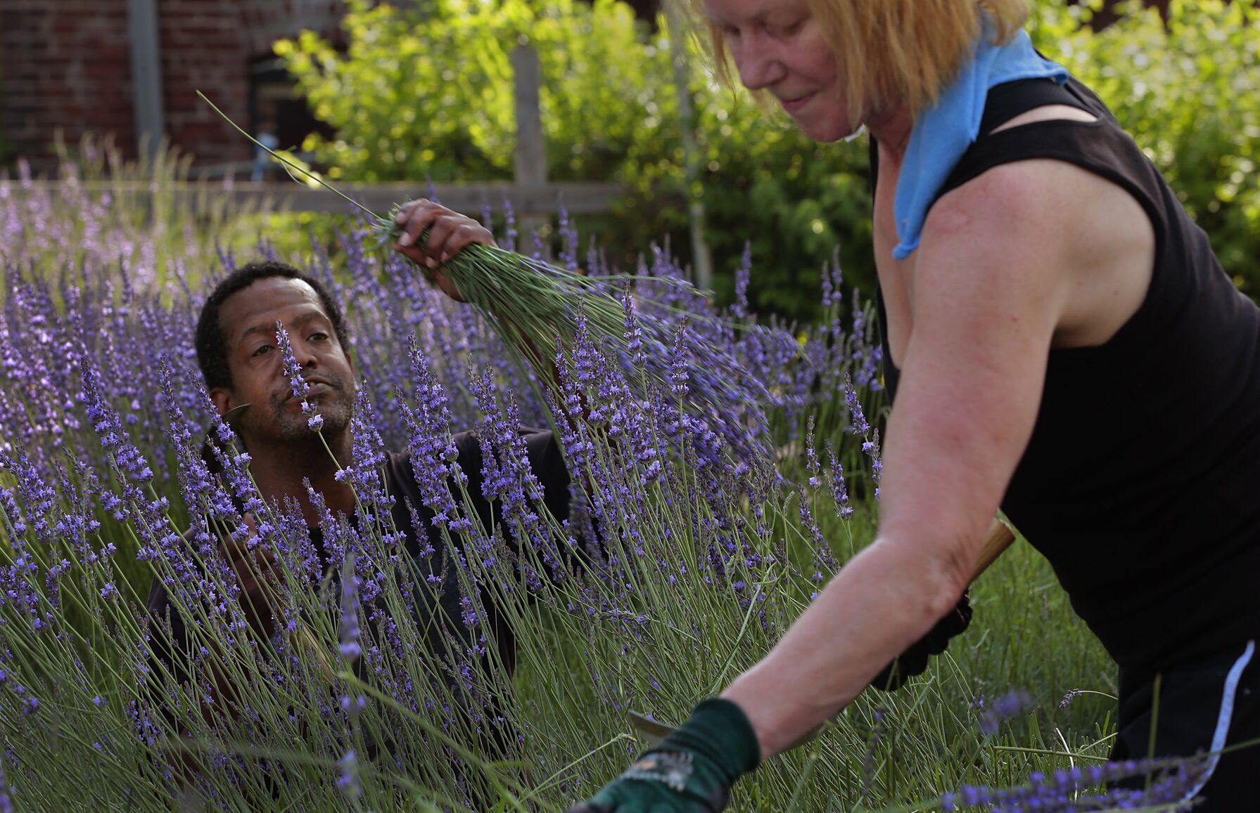 Scent of lavender harvest breathes life into College Hill